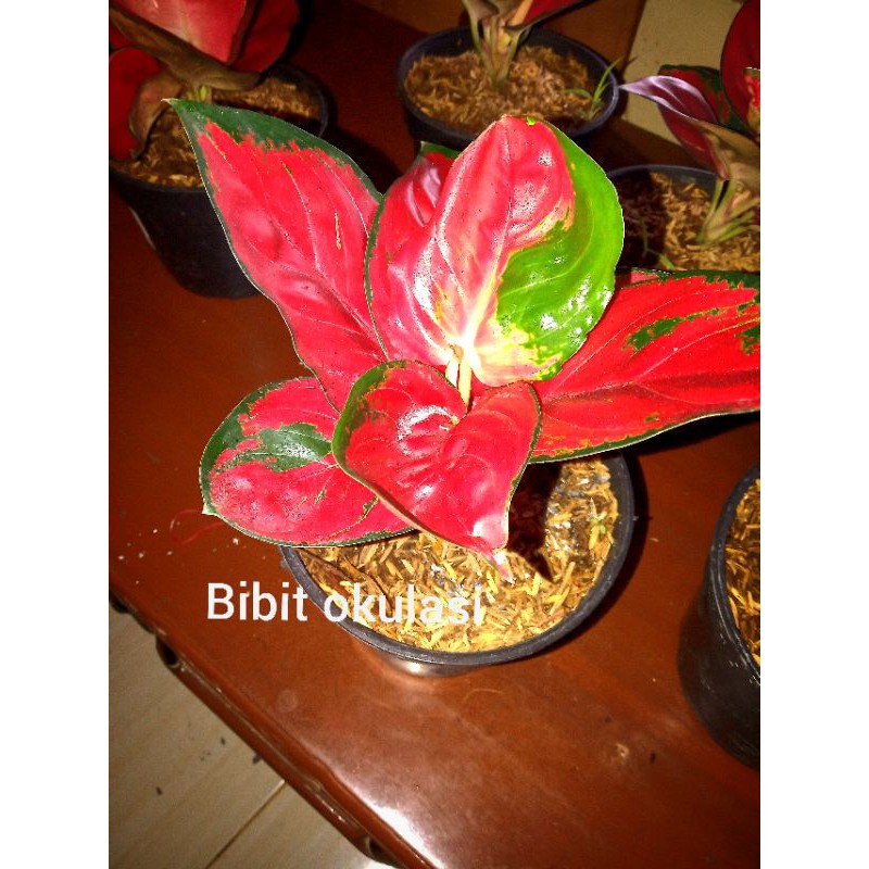 aglonema Sumsom compacta