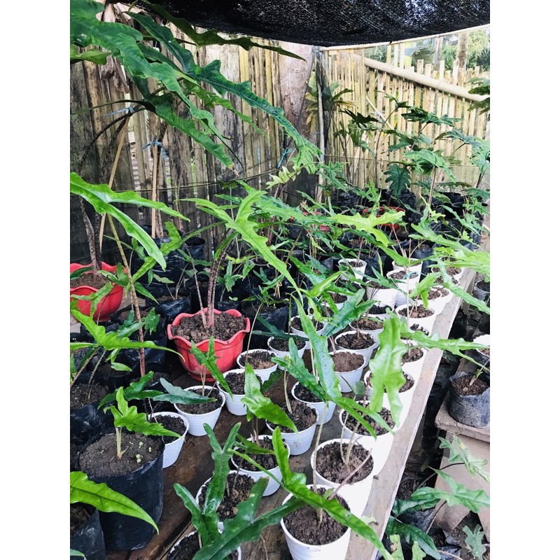 jenis jenis alocasia