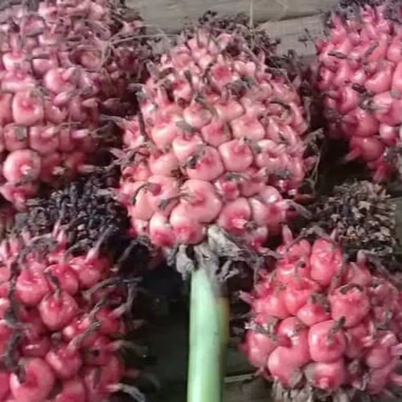 

buah honje sgar