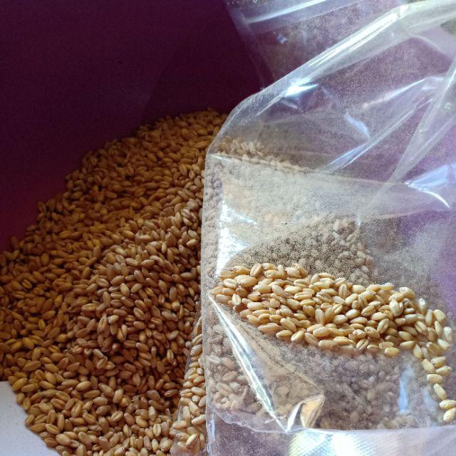 Biji Gandum Berat 1 Kg Import Dari Maroko