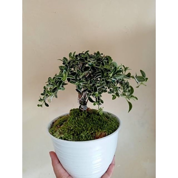 BAHAN BONSAI MAME MIRTEN