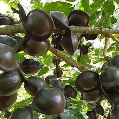 BIBIT JENGKOL OKULASI