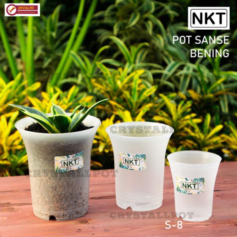 pot bunga tanaman nkt sanse 8CM BENING TRANSPARAN - NKT SANSE 8 BENING