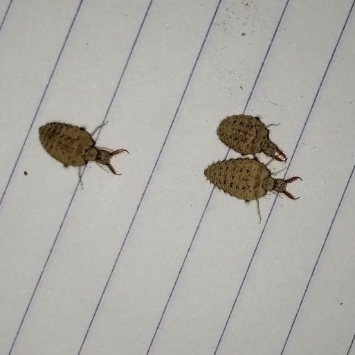 

jual undur undur hidup 50 ekor