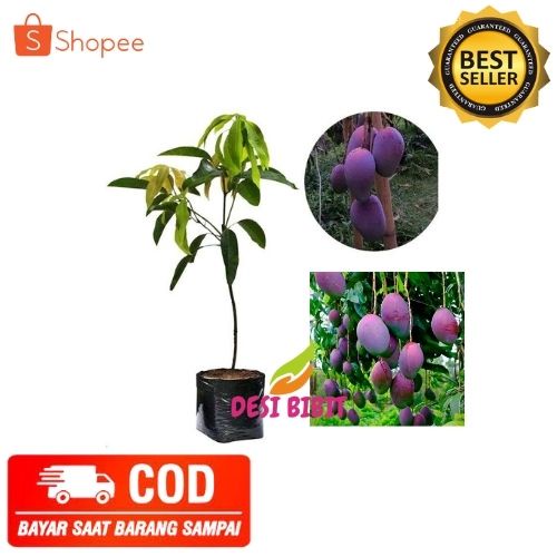 (COD) TANAMAN MANGGA IRWIN BIBIT POHON MANGGA IRWIN OKULASI