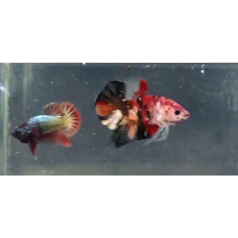 betta cupang plakat red koi copper gold size m real video