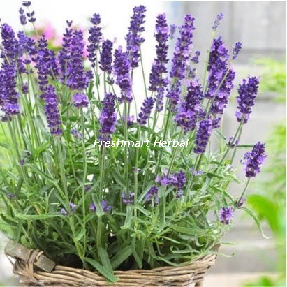 Bibit Bunga Lavender Ungu Bibit Tanaman Bunga Lavender Ungu