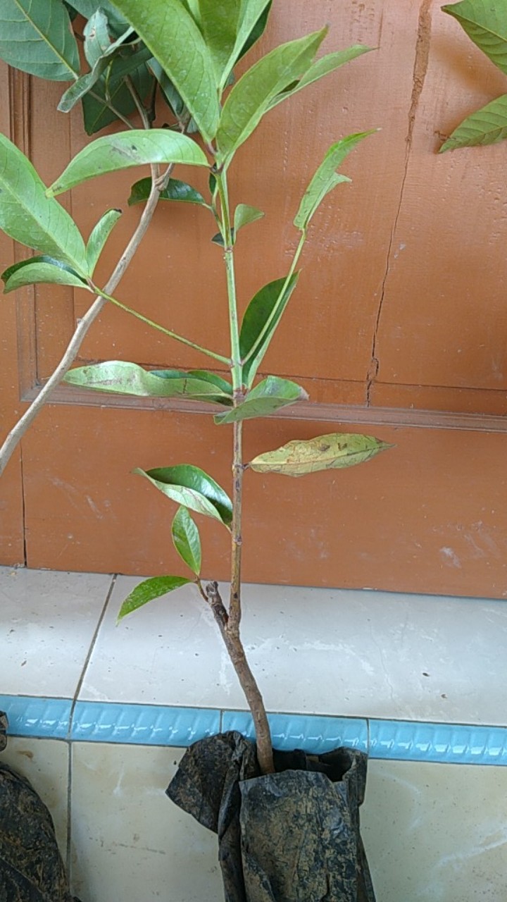 Bibit Jambu Bol Jamaika Supermurah