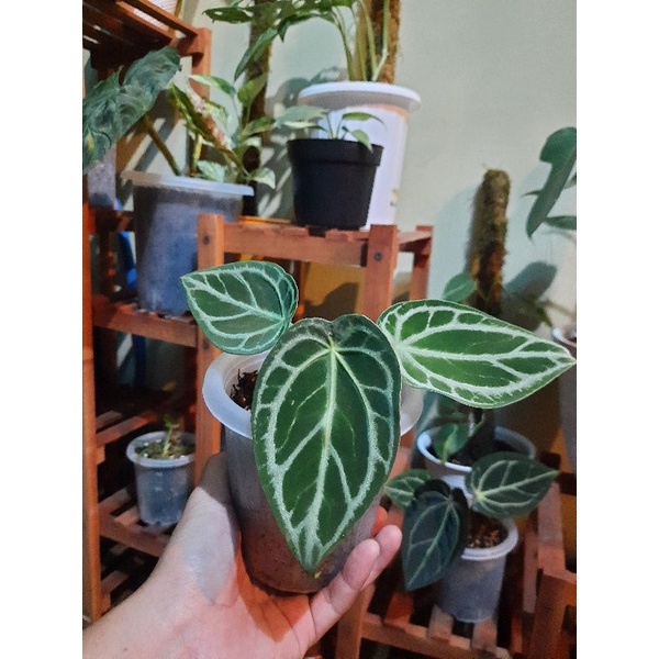 kuping gajah/anturium forgetii hybrid