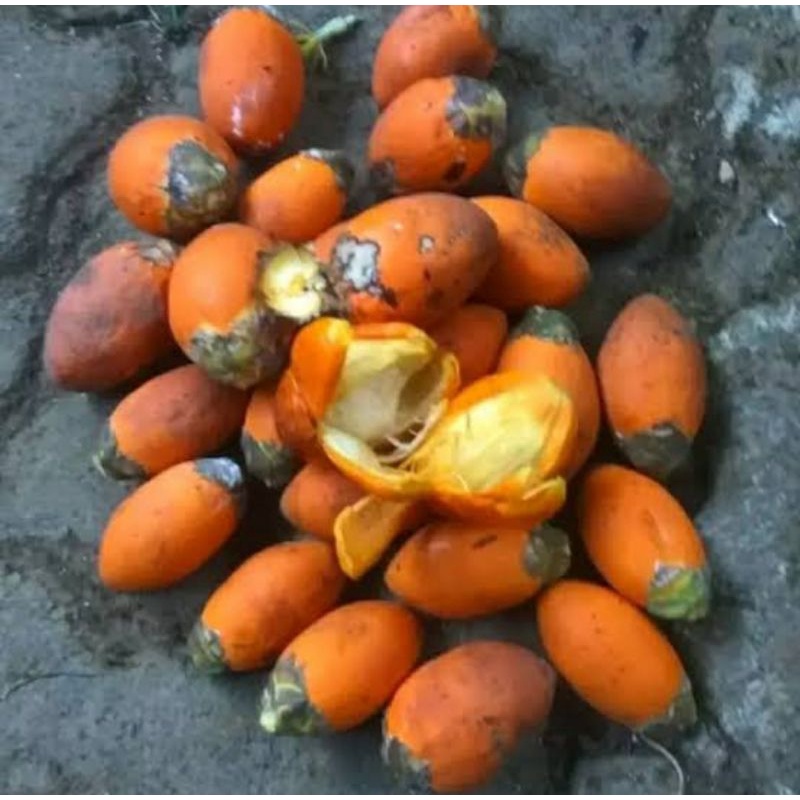 

pinang tua 1kg