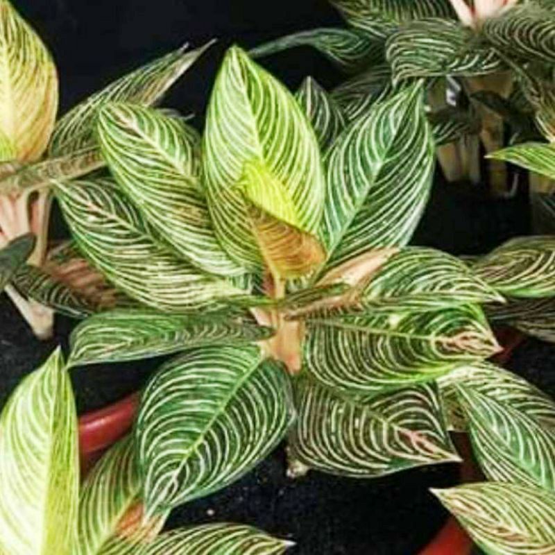 Bonggol sudah bertunas aglonema golden hope