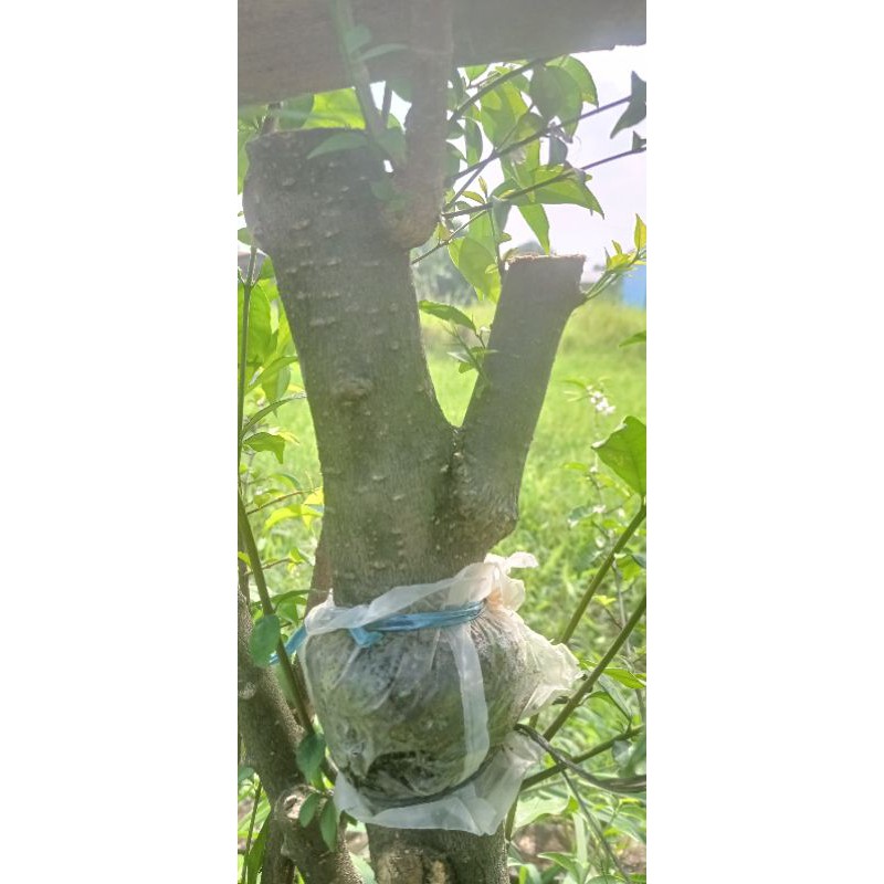 Bahan Bonsai anting putri jumbo