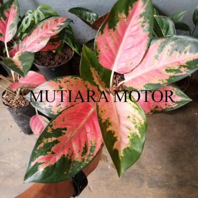 aglaonema red khocin - bibit aglonema - aglaonema - aglonema - bibit aglaonema