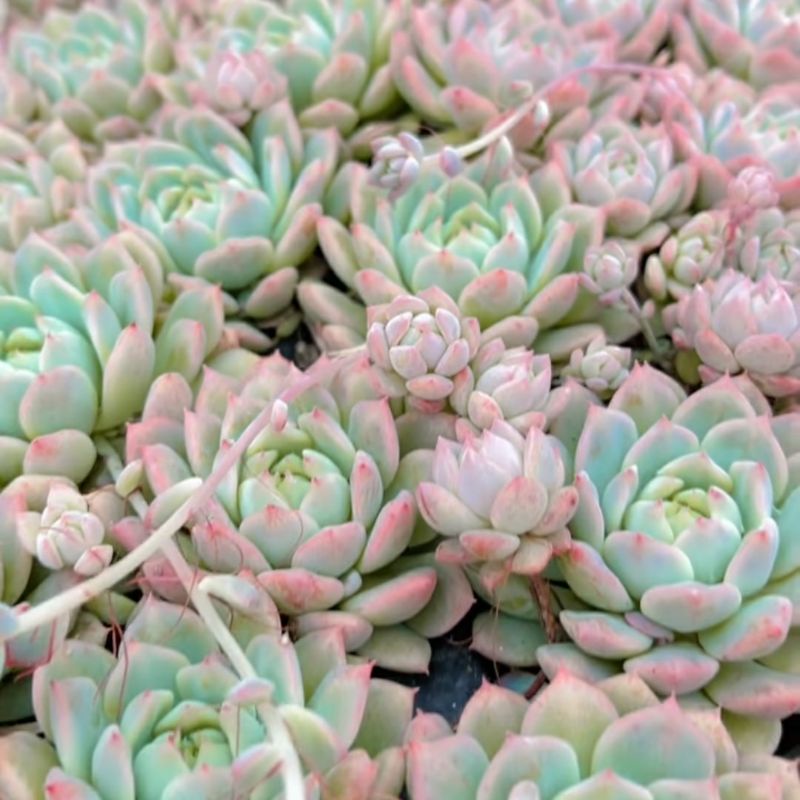 Sukulen Echeveria Prolifica Perform Import Pink