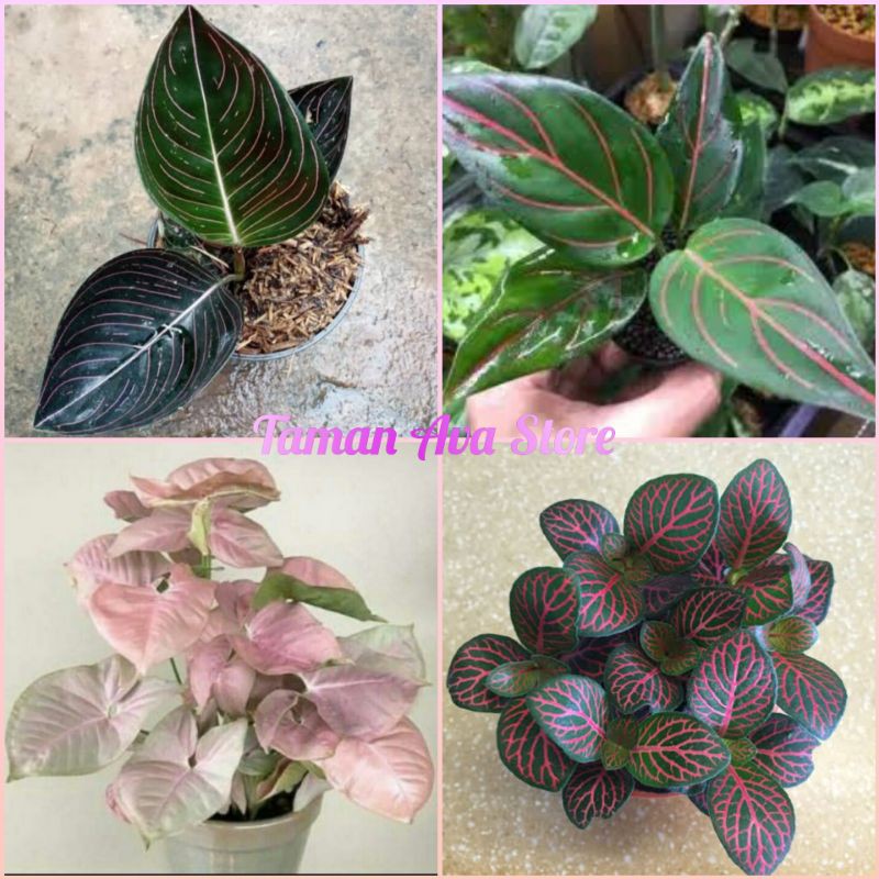 Paket 4 Tanaman Hias Rotundum /Syngonium Pink/Fitonia Red