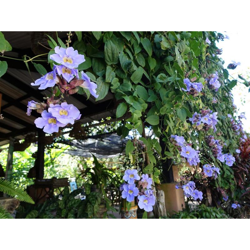 Bibit Tanaman Rambat Thunbergia Ungu Biru