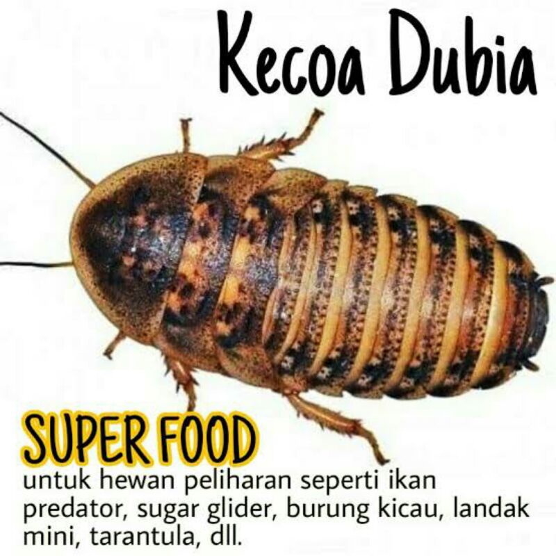 Kecoa Dubia Indukan Super Gutload