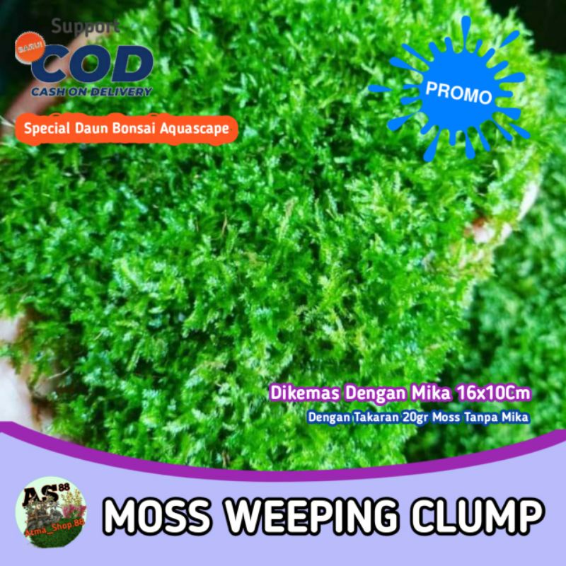 Moss Weeping Lempeng Tanaman Semi Air bukan Full Air  Bonsai Aquascape beda Java Ricardia Fissiden