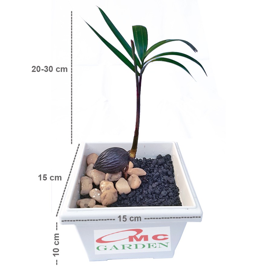 Tanaman Hias Pohon Bonsai Palm Palem Bibit