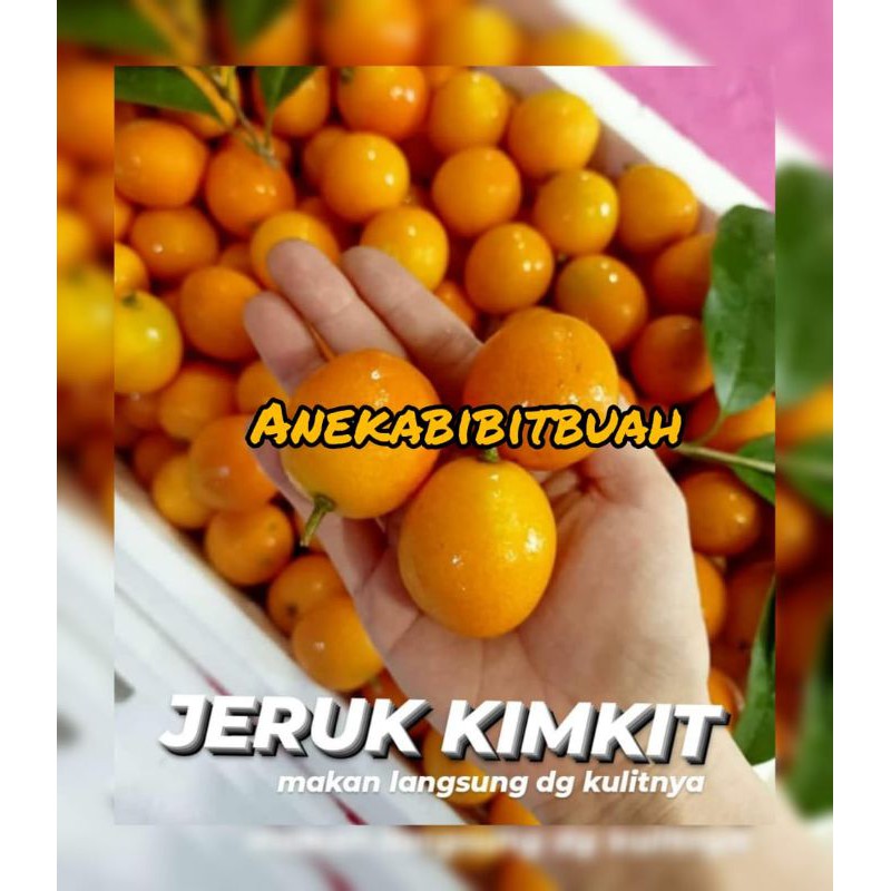 BIBIT JERUK KIMKIT SUPER