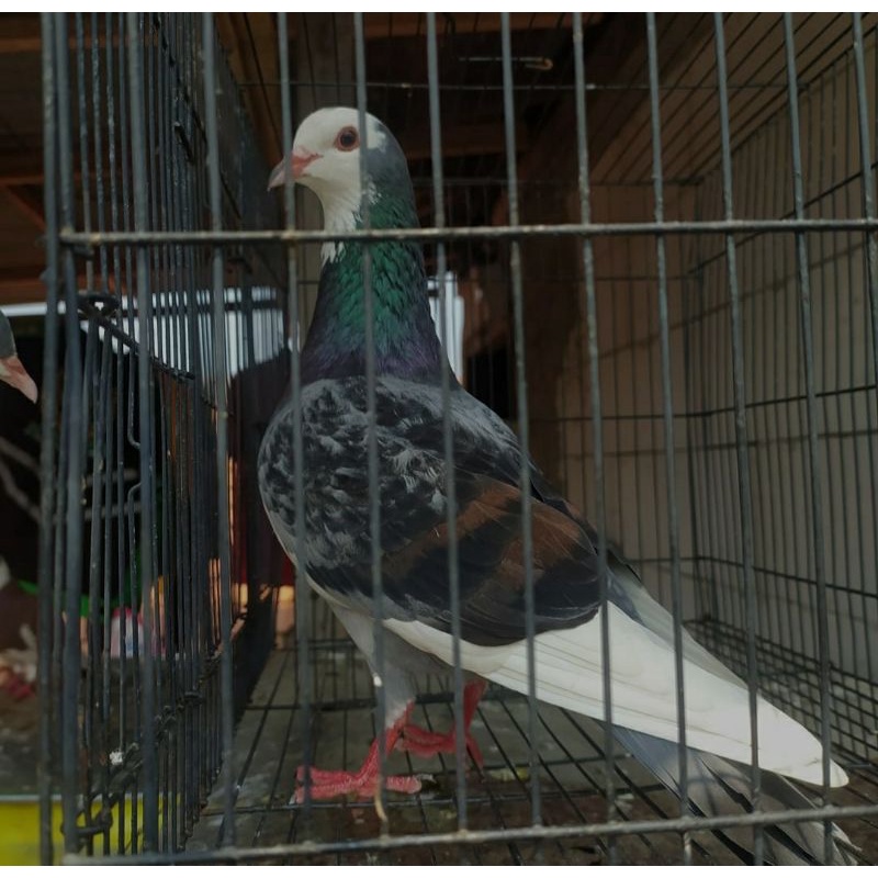 Jual Burung Dara / Merpati Sepasang Giring Keras Rutin Nelor | Shopee Indonesia