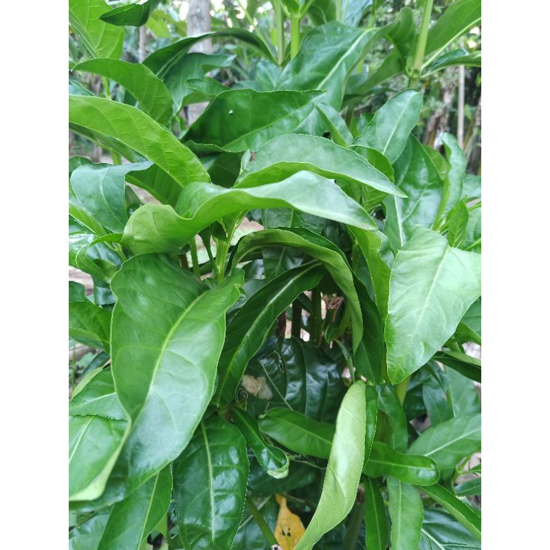 

DAUN MENGKUDU SEGAR/DAUN PACE SEGAR
