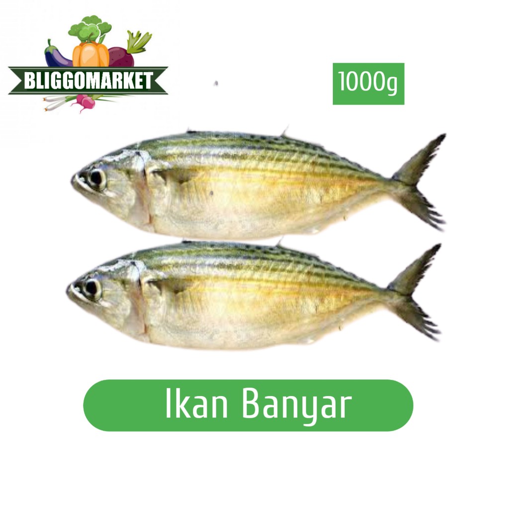 

Ikan Banyar -/+ 1000gr (Bliggomarket)