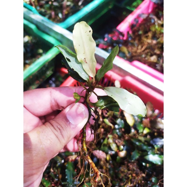 bucephalandra white