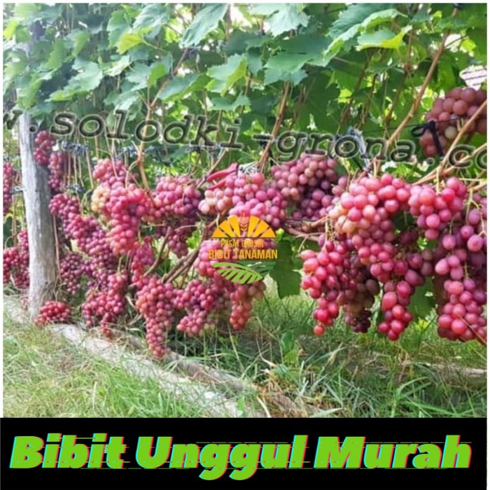 Bibit anggur import dashunia Grafting Siap Berbuah