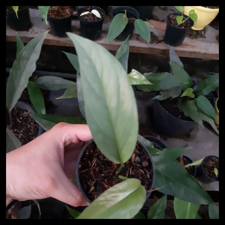 JUAL MURAH philo cebu blue f1 baby