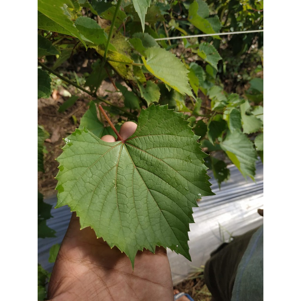 [ Beli 1 Dapat 10 ] Paket Tanaman Anggur Rootstock Poulsen Siap Tanam