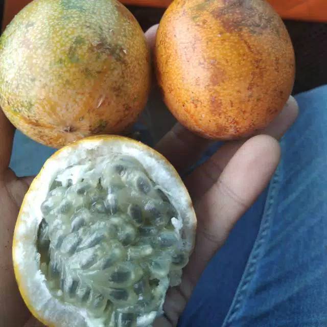 

Markisa segar