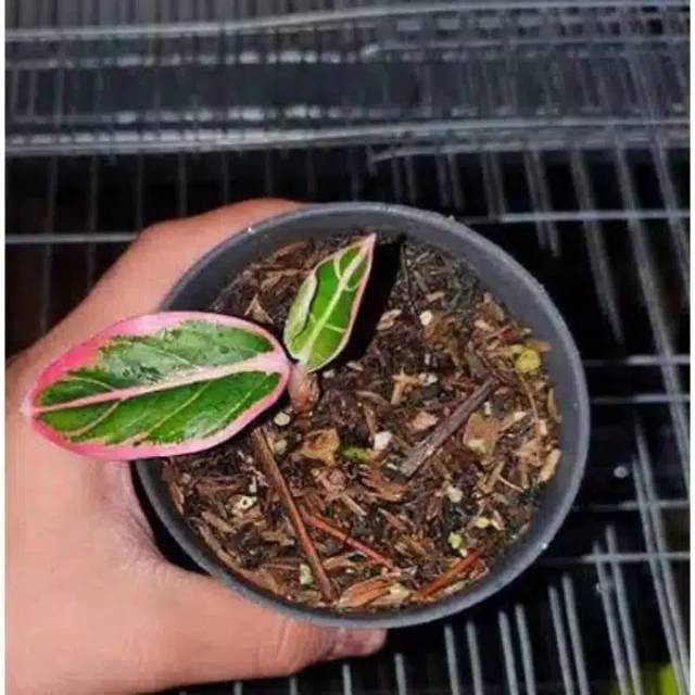 

Bonggol lotus