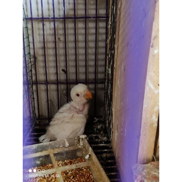 Vitamin Baby Lovebird Albino mm mata merah