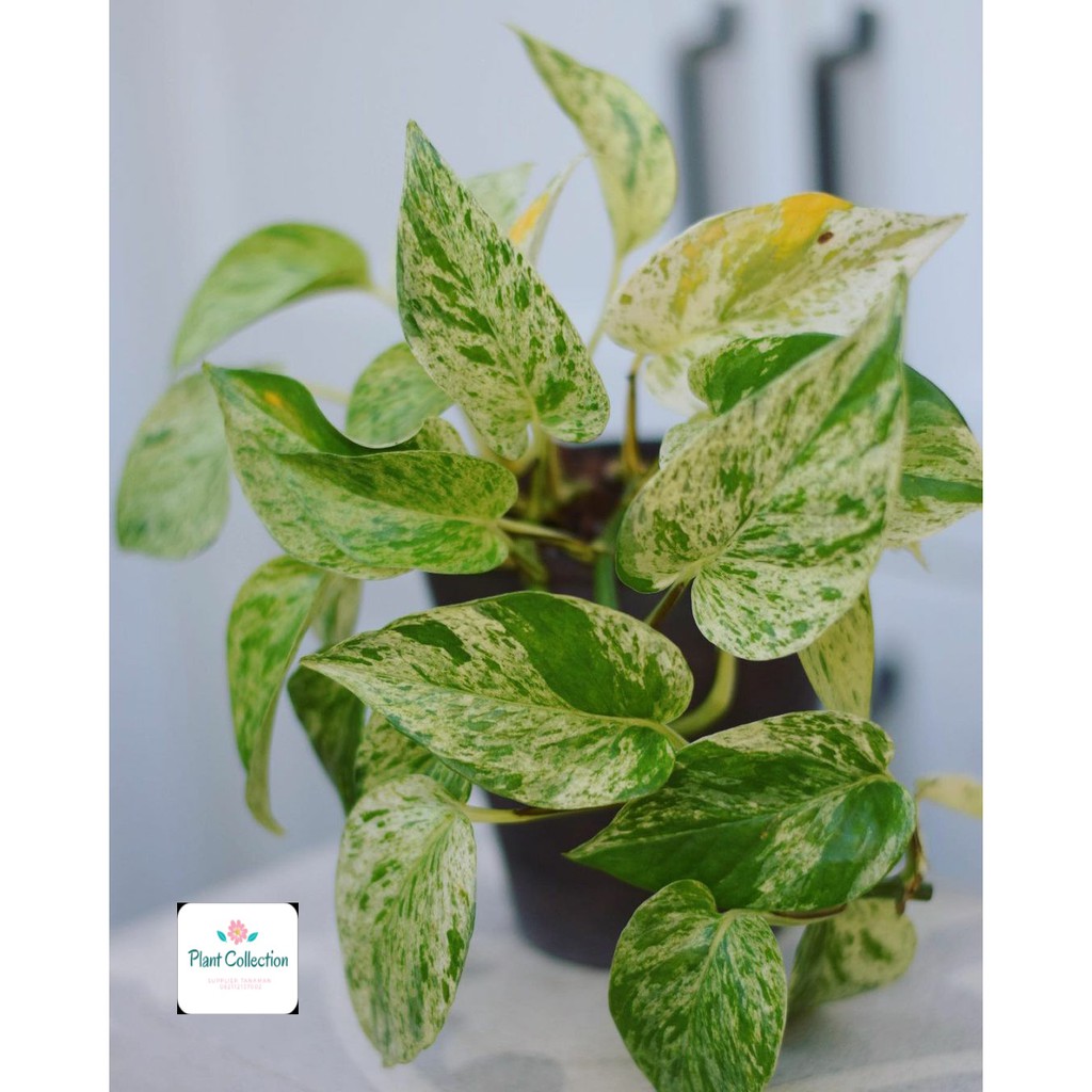 TANAMAN HIAS EPIPREMNUM MARBLE QUEEN VARIEGATA
