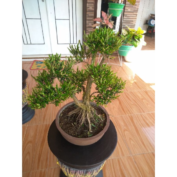 bonsai cendrawasih lebih besar