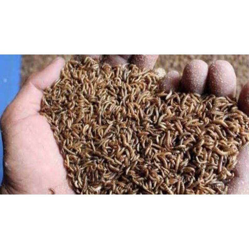 Ulat kandang / ulat balap hidup 100gr/1ons