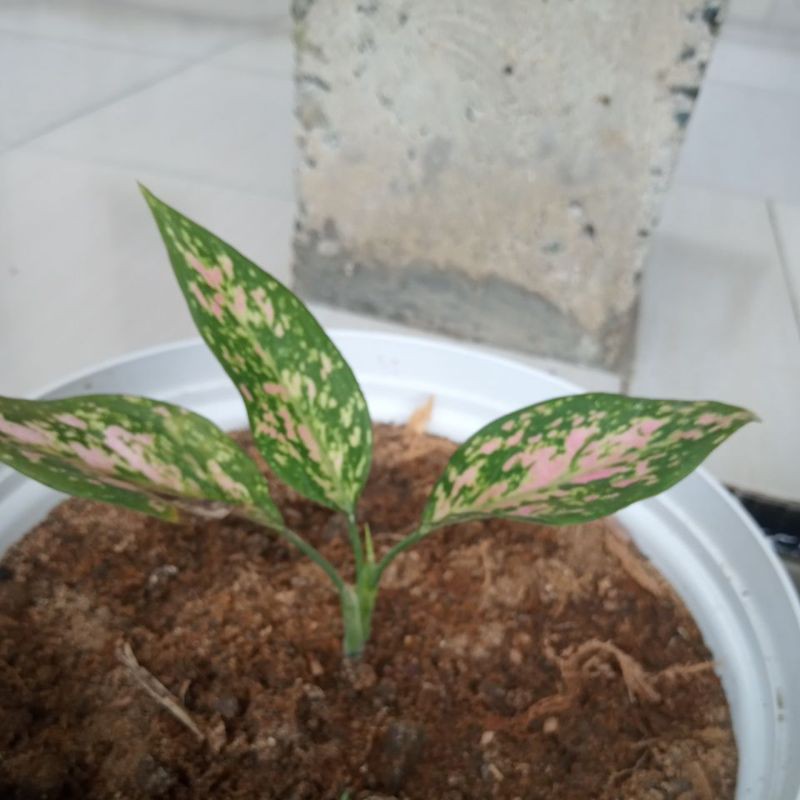 aglonema lady valentin