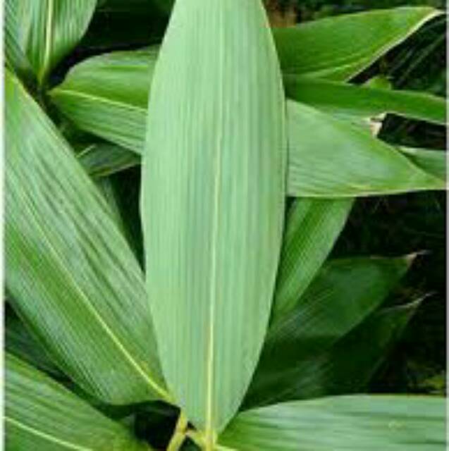 Daun Bambu Bungkus Makanan