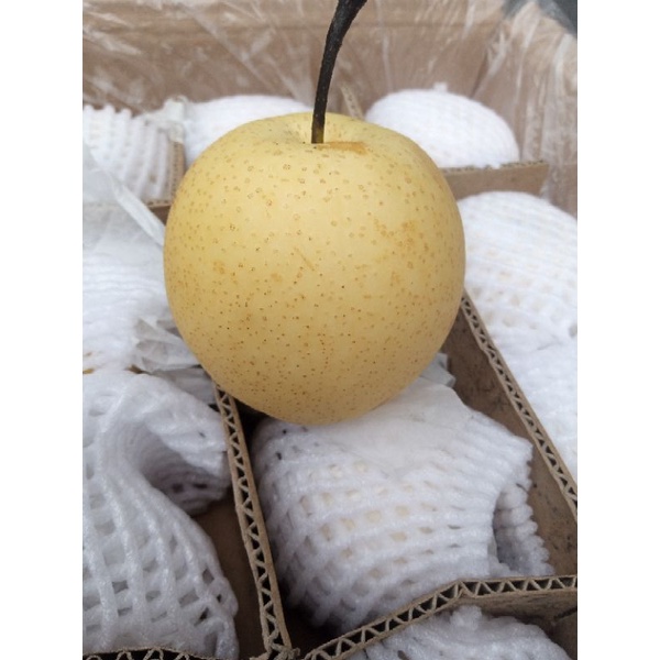 

PEAR CINTURY PIR CINTURY