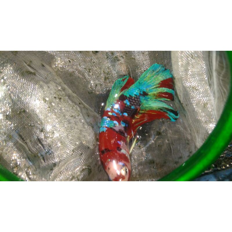 cupang betta plakat koi galaxy multicolour