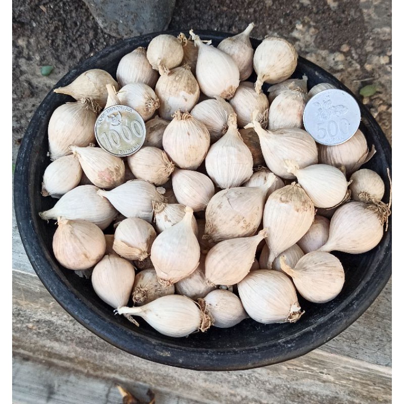 Bawang Putih Tunggal / Bawang Lanang lokal / ukuran besar 1 kg