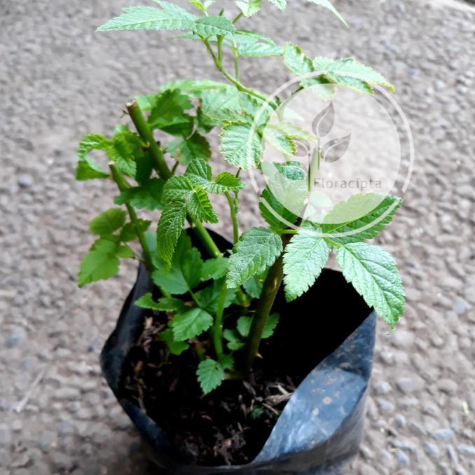Bibit Pohon Raspberry Bibit Buah Raspberry Raspbery Tanaman Raspberry Arbei