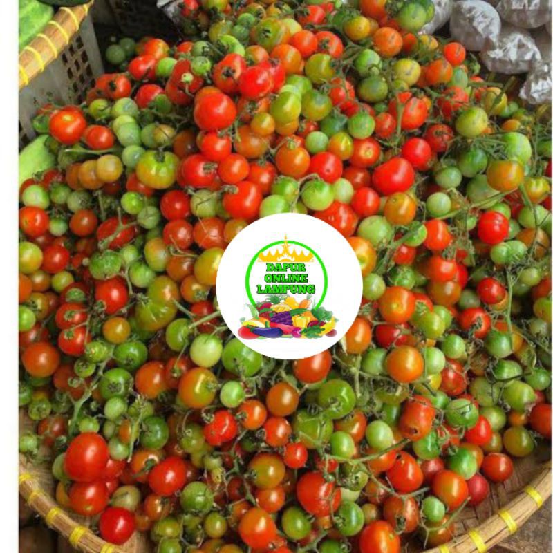 

TOMAT KECIL/RAMPAI SAYURAN SEGAR BANDAR LAMPUNG