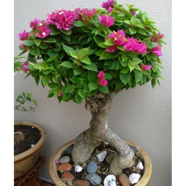 BOUGENVILLE SINGAPORE ORI MERAH FANTA