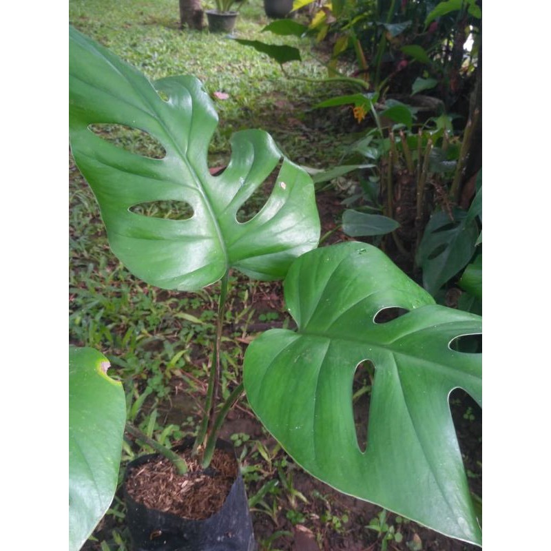 Monstera Rhaphidophora Pertusa - Tanaman Hias