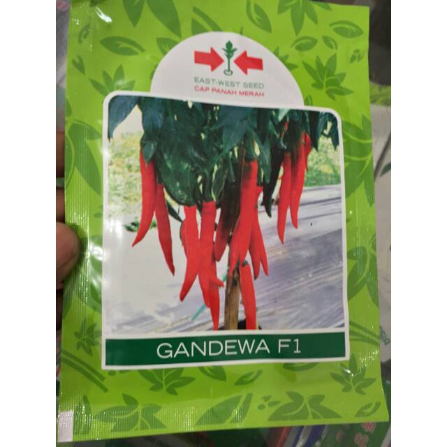 Cabe besar Gandewa 1500f