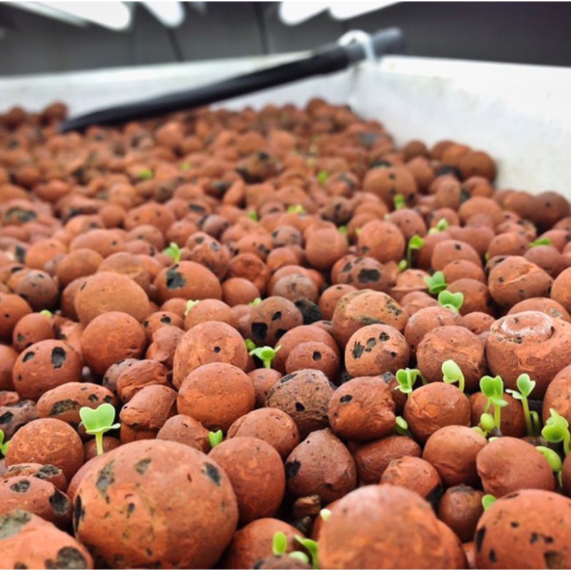 Hydroton 1L | media utama anggrek | Hydroton hidroponik