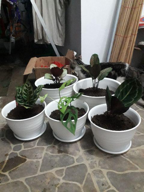 Tanaman Hias Spesial Paket Calathea - Kalatea Silverplat,gr.lipstik,ornata,makoyana