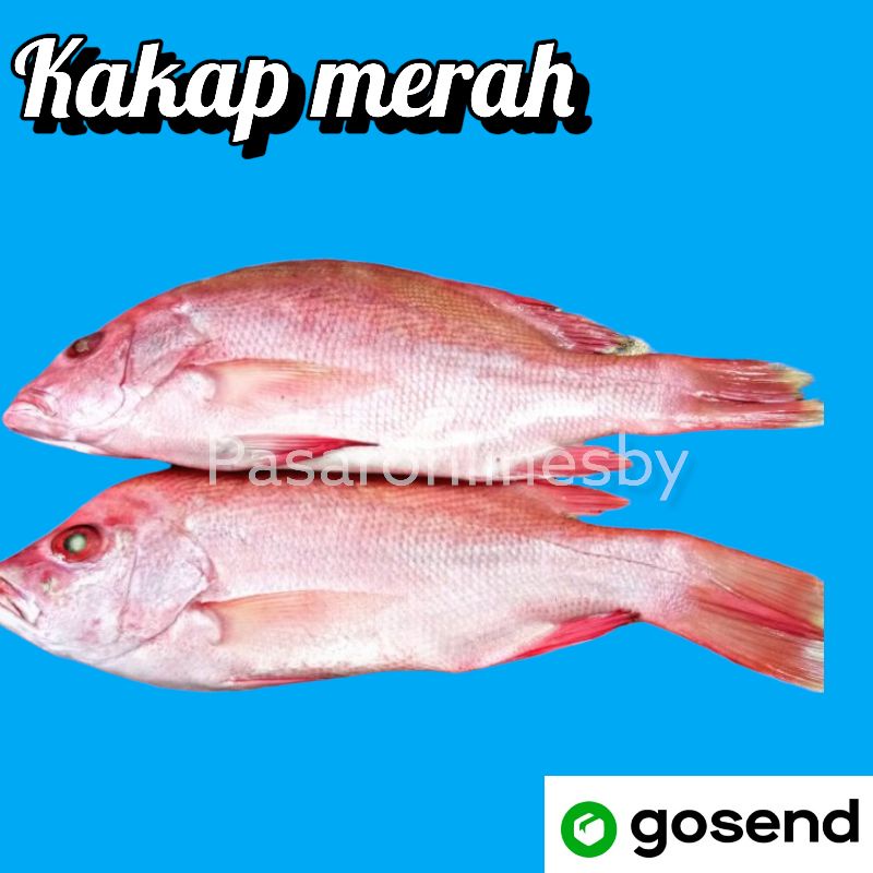 

PASAR GUBENG - Ikan Kakap Merah / Putih Segar